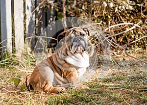 Red English puppy of British Bulldog sitting  on the dry grass in sunny day