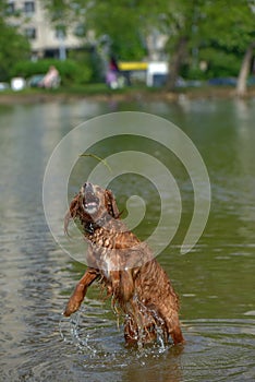 Red english spaniel bathing and playing in the water