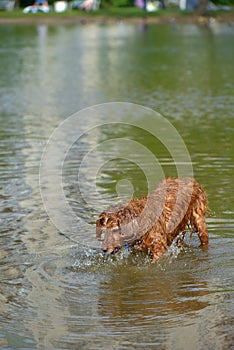 Red english spaniel bathing and playing in the water