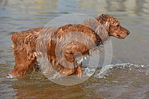 Red english spaniel bathing and playing in the water