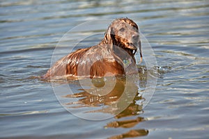 Red english spaniel bathing and playing in the water