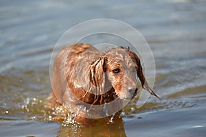 Red english spaniel bathing and playing in the water