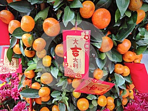 Red envelopes with good luck wishes in a Chinese New Year mandarin tree in Shenzhen.