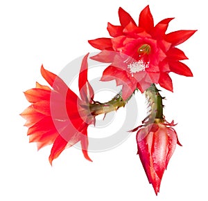 Red Epiphyllum