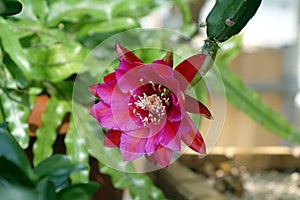 Red epiphyllum