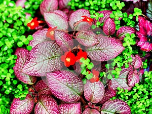 Red Episcia Cupreata Flowers blooming