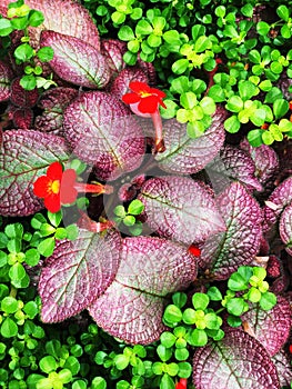 Red Episcia Cupreata Flowers blooming