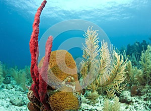 Red Erect rope sponge photo