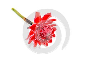 Red Etlingera elatior flower