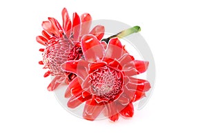 Red Etlingera elatior flower