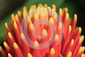 Red Etlingera elatior flower closeup shot with Green blur background