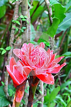 Red Etlingera Elatior (Jack) R.M. Smith