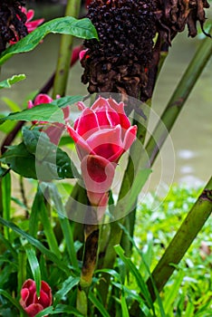 Red Etlingera flower