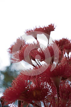 Red eucalyptus flower on natural background, Sydney, Australia