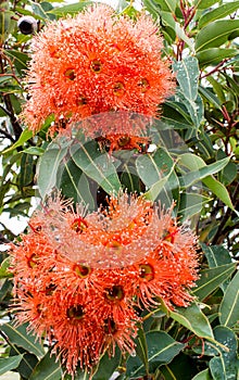 Red eucalyptus gumblossom flowers with raindrops on green leaves