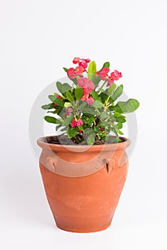 Red Euphorbia crown of thorns in flowerpot isolated on white