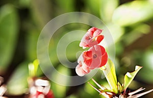 Red euphorbia flowers