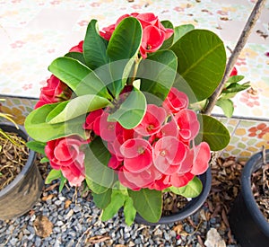 Red Euphorbia milii