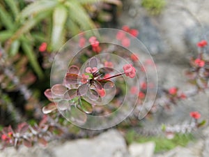 Red Euphorbia milii flower