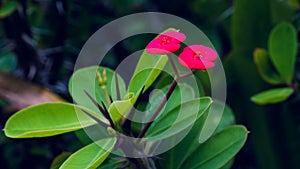 Red Euphorbia milii flower, Thailand, Koh Tao, Vintage