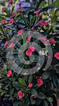 Red Euphorbia plants