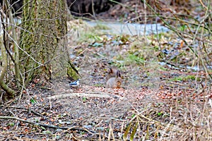 Red eurasian squirre and Nuthatch