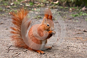 Red Eurasian squirrel