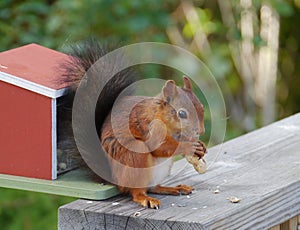 A red eurasian squirrel