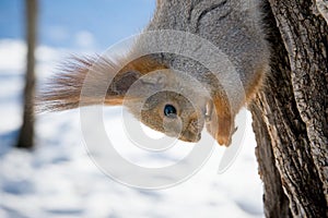 Red Eurasian squirrel hanging on a tree in the winter Park. A squirrel hung from a tree.