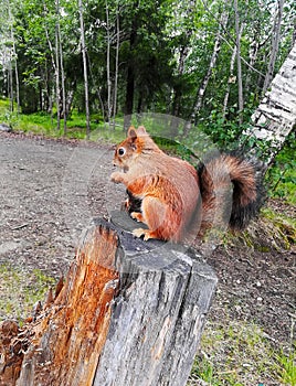 Red European squirrel sitting on stump of old tree in forest and gnaws acorns, close up.