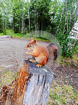 Red European squirrel sitting on stump of old tree in forest and gnaws acorns, close up.