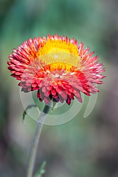Red Everlasting Flower