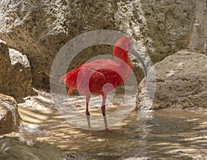 Red exotic bird standing in water