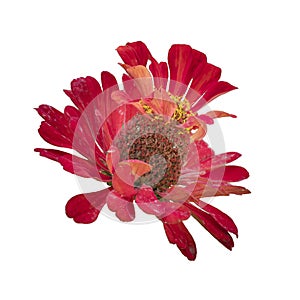 Red exotic flower head isolated