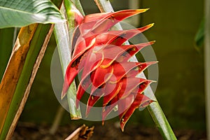 Red exotic flowers of the Fairchild Tropical botanic garden in South Miami, Florida