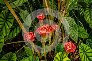 Red exotic flowers of the Fairchild Tropical botanic garden in South Miami, Florida