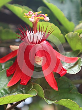 Red and exotic, The passiflora vitifolia