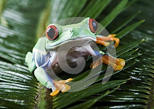 Red eye frog