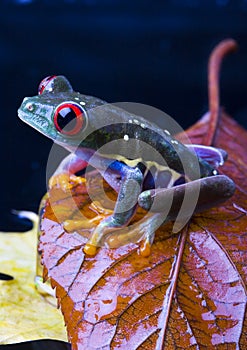 Red eye frog