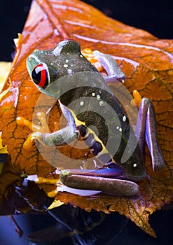 Red eye frog