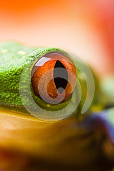 Red eye frog