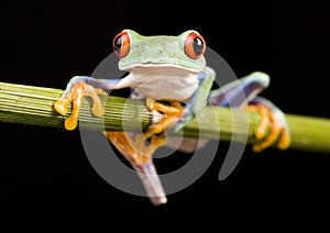 Red eye frog