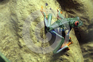 Red eye frog Agalychnis callidryas