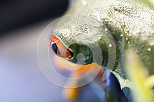 Red eye frog Agalychnis callidryas