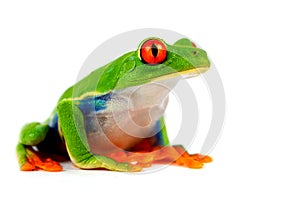 Red eye frog photo