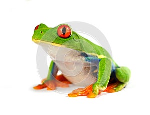 Red eye frog photo