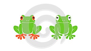 Red eye frog. Tree frog. Isolated frog on white background