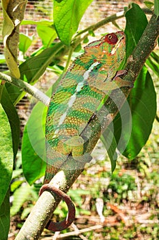 Red eye Furcifer