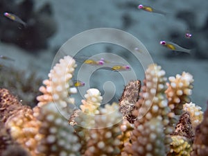 Red Eye Goby Bryaninops natans