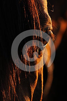 Red eye of a horse close-up